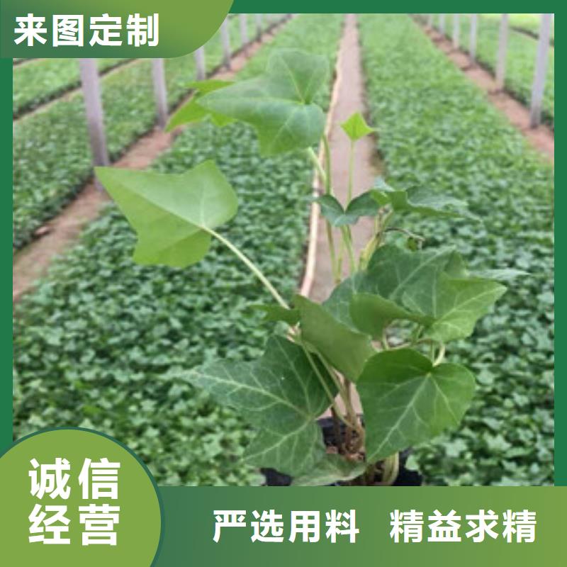 宿根花卉时令花卉/绿化草花价格型号齐全