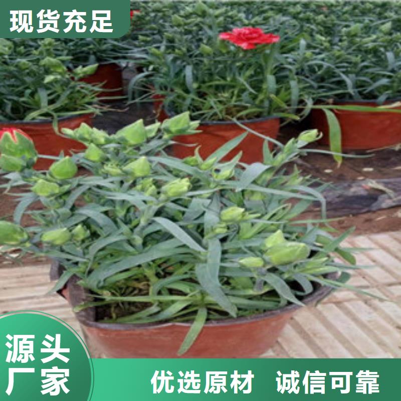 宿根花卉-宿根花卉基地欢迎来电咨询