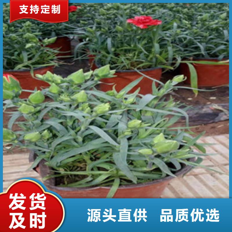 宿根花卉【耐寒耐旱草花基地】种类齐全