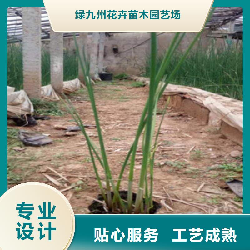 宿根花卉鲁冰花/粉黛乱子草专业供货品质管控
