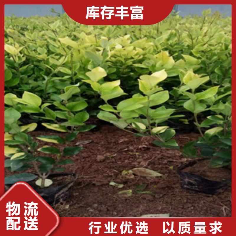 宿根花卉耐寒耐旱草花基地品质保障价格合理