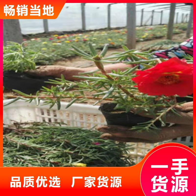 宿根花卉观赏草/蒲苇狼尾草工艺层层把关