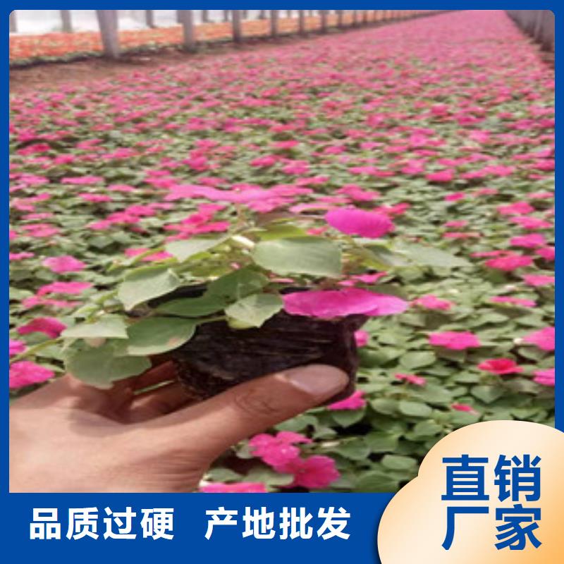 宿根花卉宿根花卉基地源头厂家