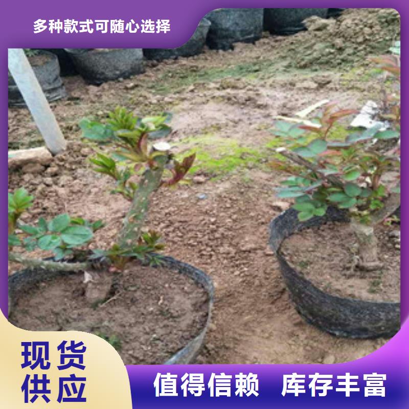 花海景观,宿根花卉基地以质量求生存