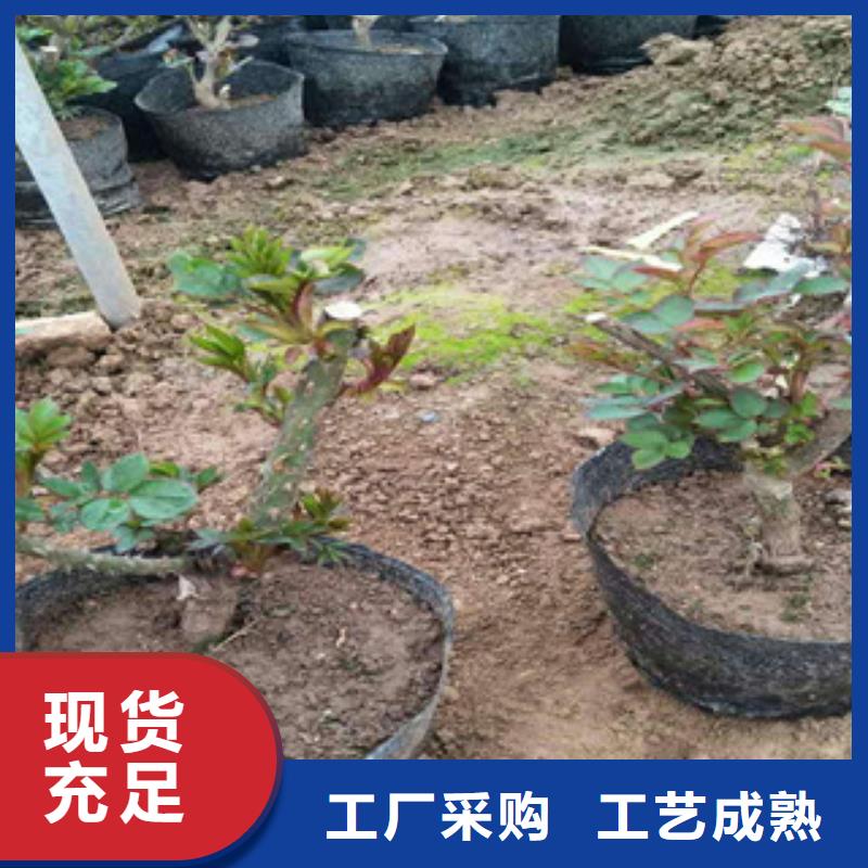 花海景观五一国庆草花批发源头厂家来图定制