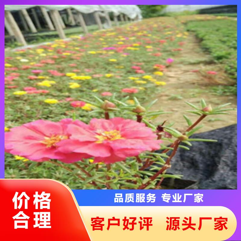花海景观,宿根花卉基地厂家大量现货