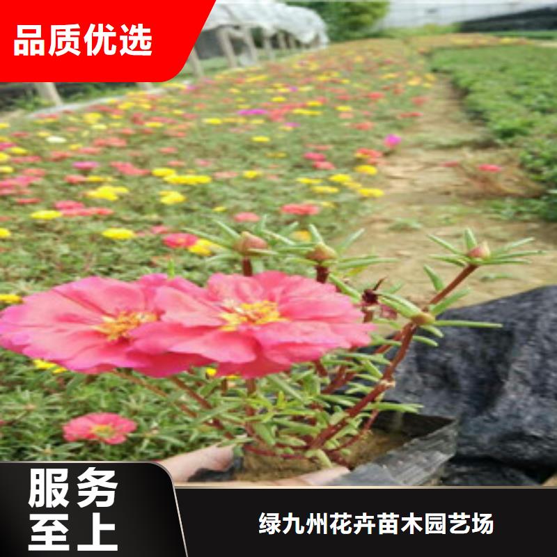 花海景观时令花卉/绿化草花价格快捷的物流配送