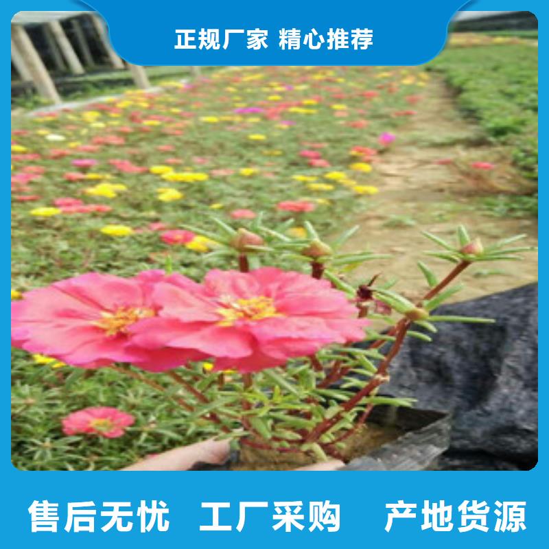 花海景观,耐寒耐旱草花基地专注细节使用放心