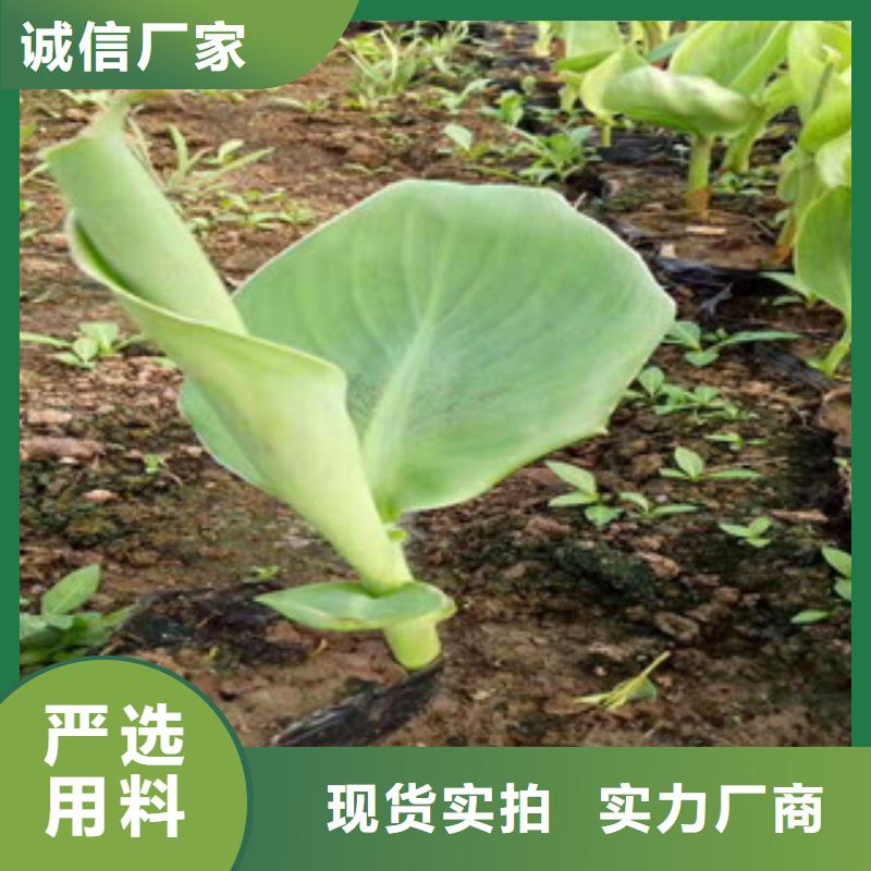 花海景观-柳叶马鞭草/薰衣草种类多质量好