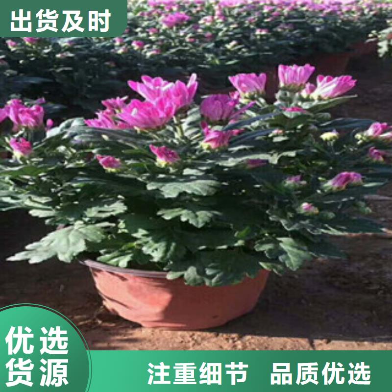 花海景观宿根花卉基地精选货源