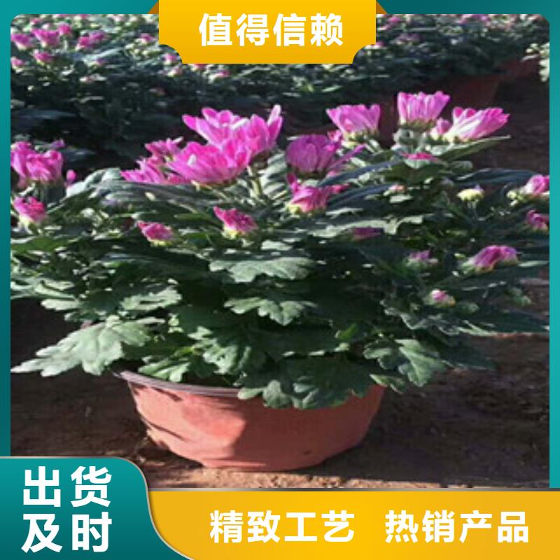 花海景观花海景观工程好品质经得住考验