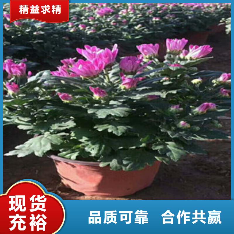 花海景观【花海景观工程】的图文介绍
