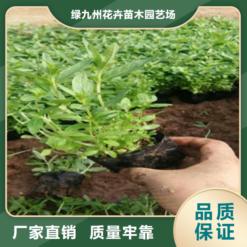 花海景观,宿根花卉基地厂家大量现货