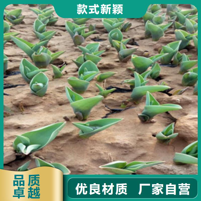 花海景观时令花卉/绿化草花价格品类齐全