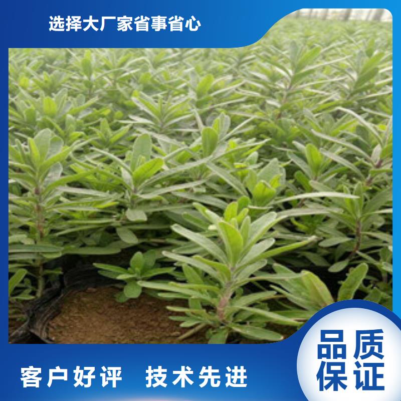 花海景观耐寒耐旱草花基地厂诚信经营