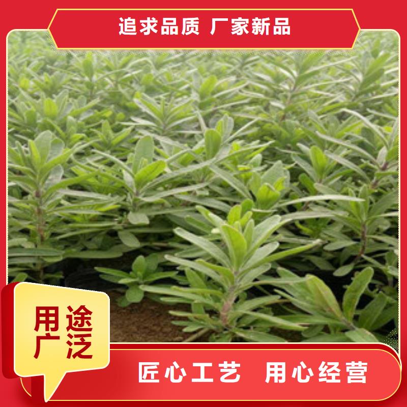 花海景观_花海景观工程可接急单