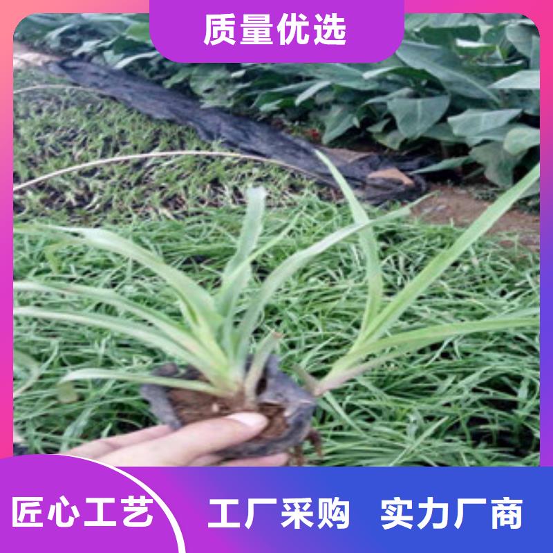 花海景观,耐寒耐旱草花基地专注细节使用放心