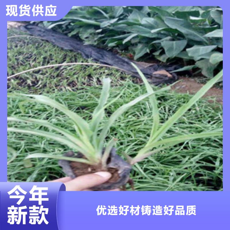花海景观耐寒耐旱草花基地型号全价格低