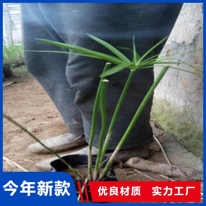 花海景观宿根花卉基地支持定制贴心售后