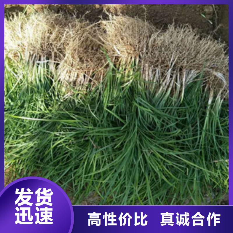 花海景观五一国庆草花批发源头厂家来图定制