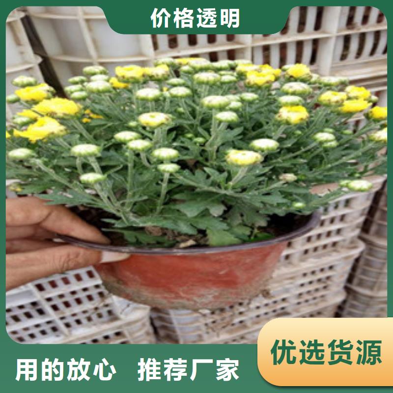 花海景观耐寒耐旱草花基地定制零售批发