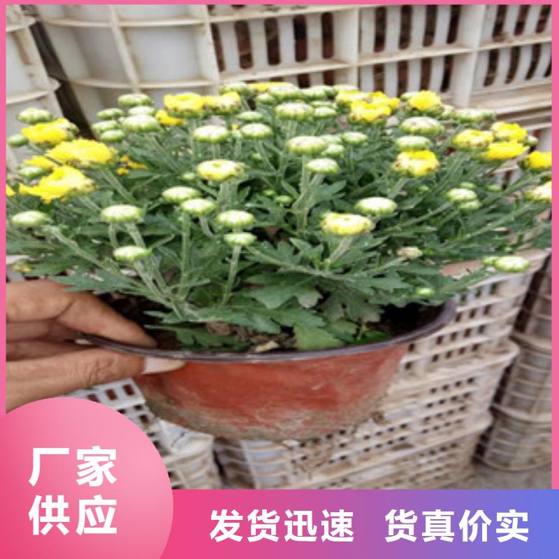 花海景观耐寒耐旱草花基地出货及时