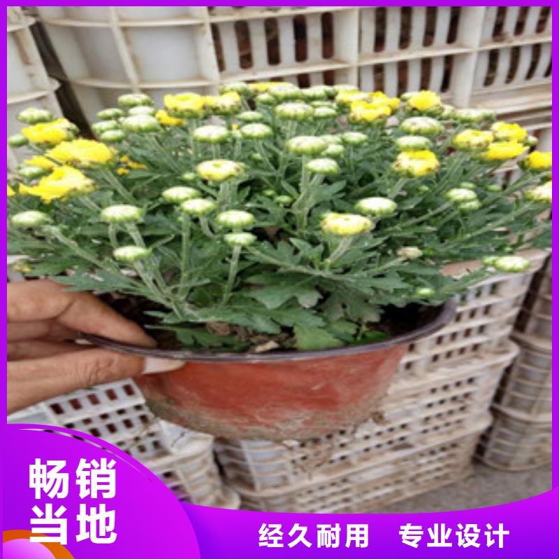 花海景观鲁冰花/粉黛乱子草厂家品控严格