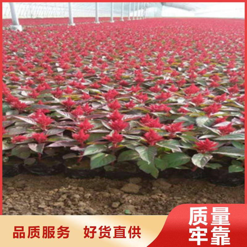 花海景观时令花卉/绿化草花价格品类齐全