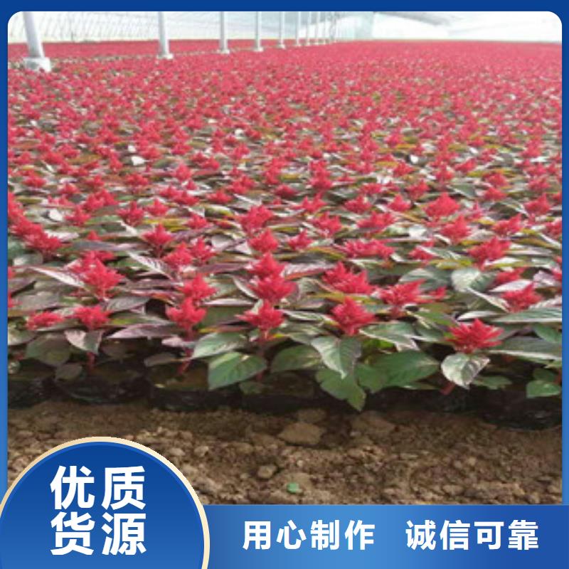 花海景观宿根花卉基地精选货源