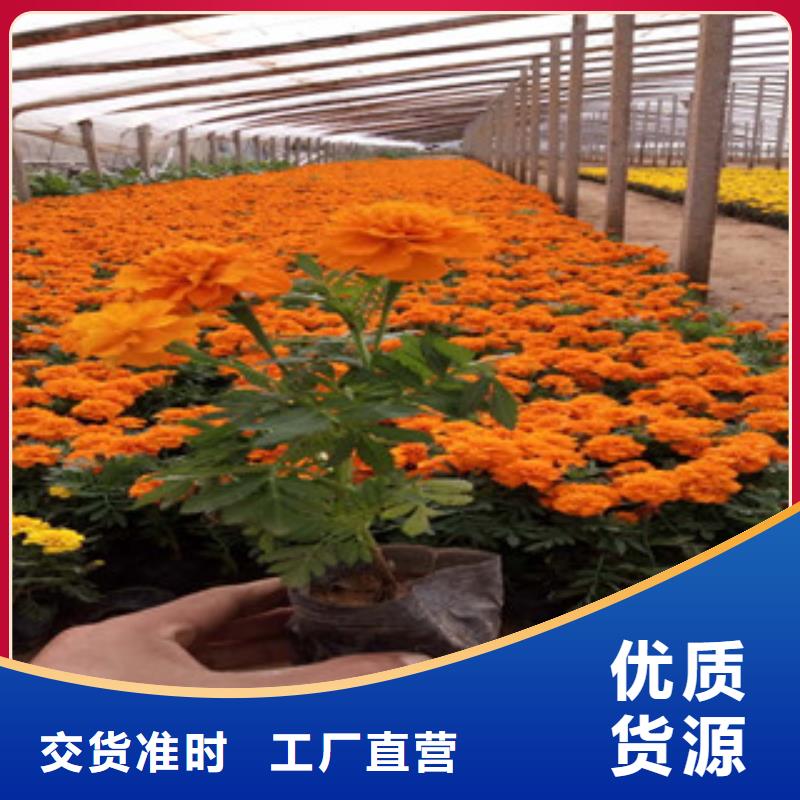 花海景观水生植物/荷花睡莲匠心品质