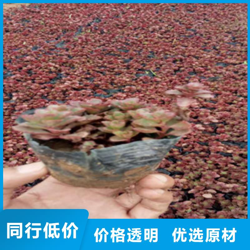 花海景观水生植物/荷花睡莲低价货源