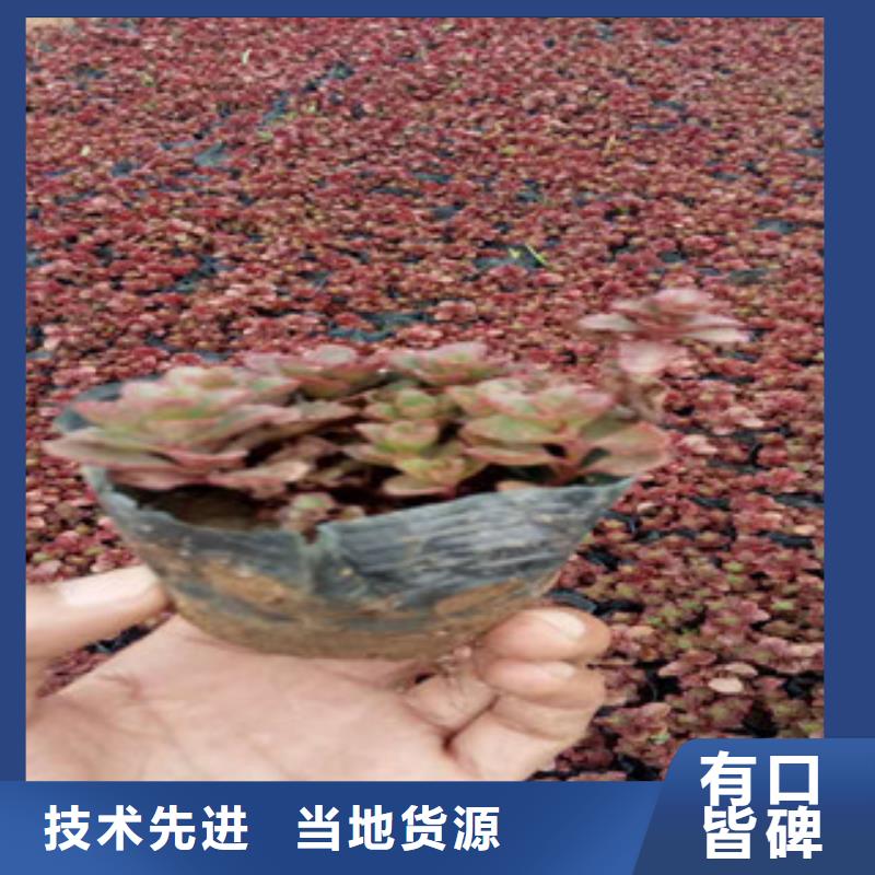 花海景观鲁冰花/粉黛乱子草现货齐全售后无忧