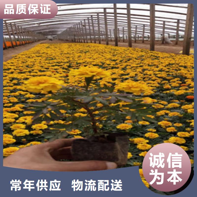 花海景观花海景观工程诚信为本