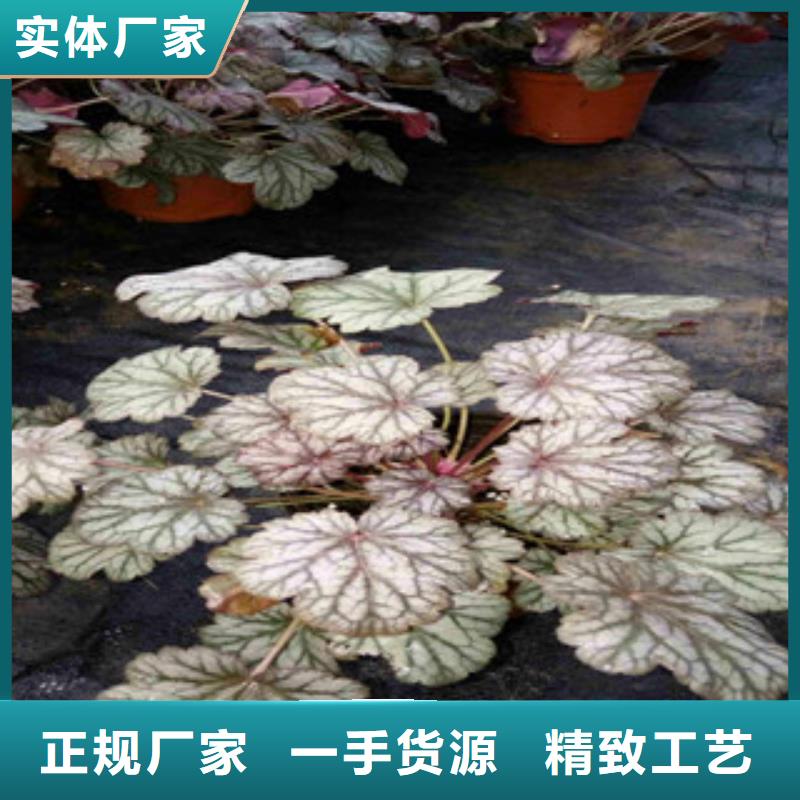花海景观耐寒耐旱草花基地质量三包