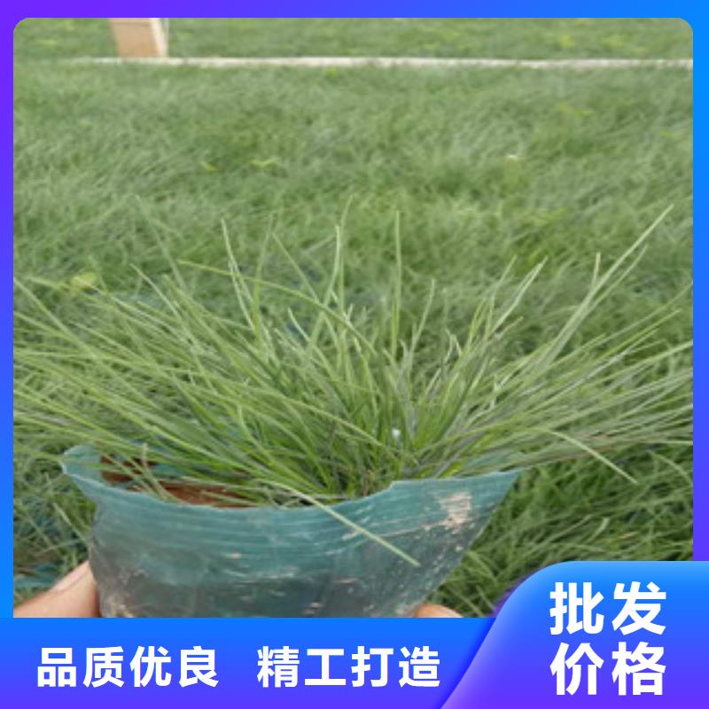 花海景观鲁冰花/粉黛乱子草现货齐全售后无忧