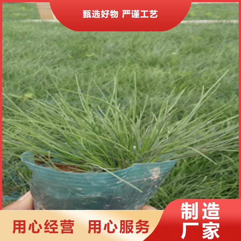 花海景观宿根花卉基地精选货源