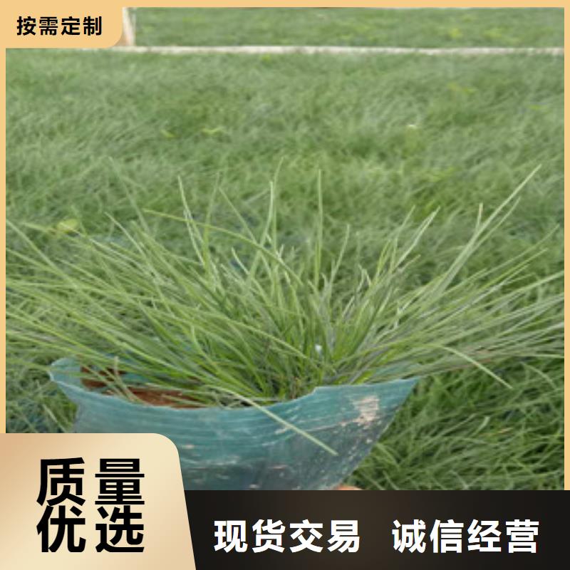 花海景观鲁冰花/粉黛乱子草大库存无缺货危机