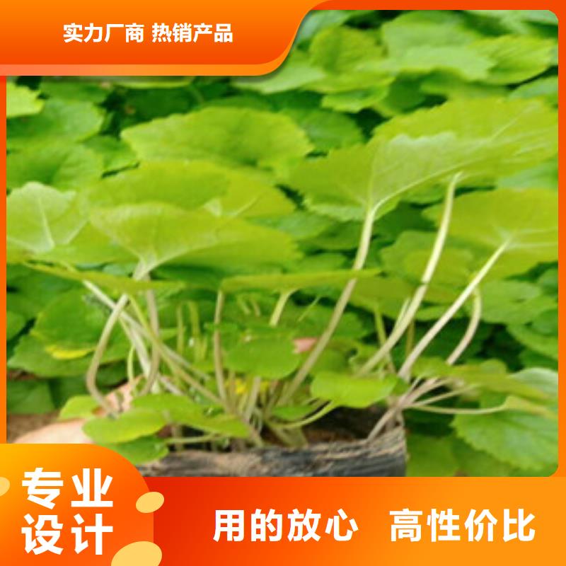 花海景观宿根花卉基地用品质说话