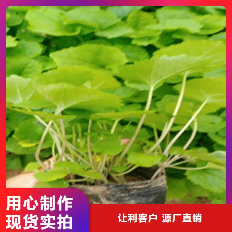 花海景观五一国庆草花批发源头厂家来图定制