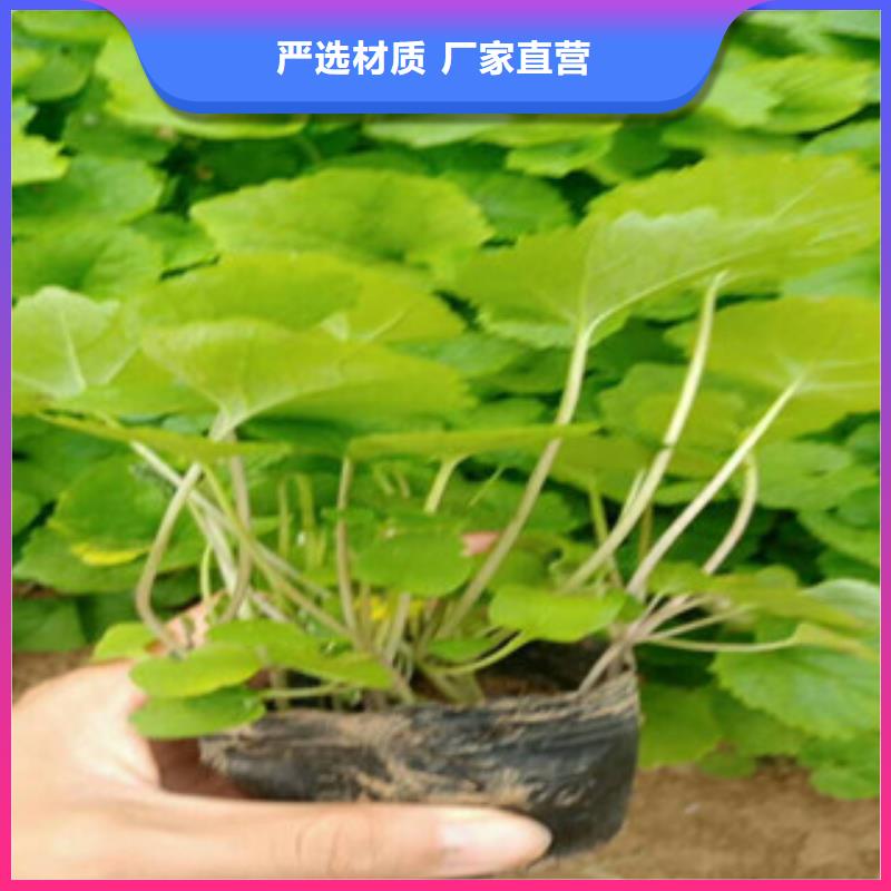 花海景观耐寒耐旱草花基地定制零售批发