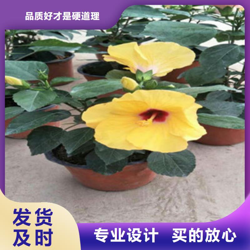 花海景观,耐寒耐旱草花基地专注细节使用放心