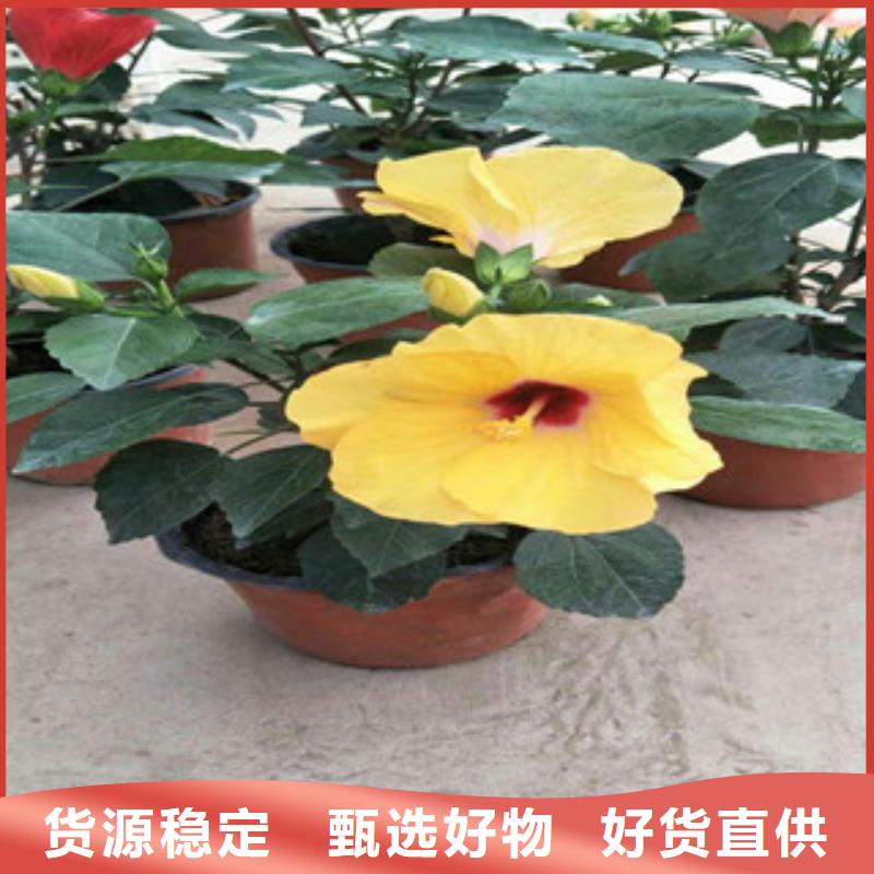 花海景观_花海景观工程可接急单
