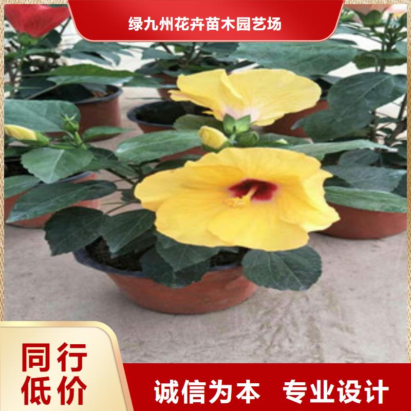 花海景观柳叶马鞭草/薰衣草随心所欲定制