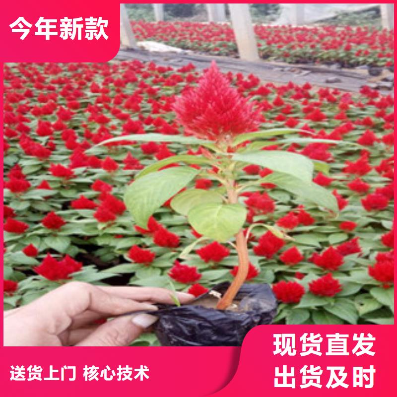 花海景观耐寒耐旱草花基地优质货源