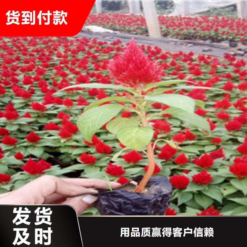 花海景观鲁冰花/粉黛乱子草现货齐全售后无忧