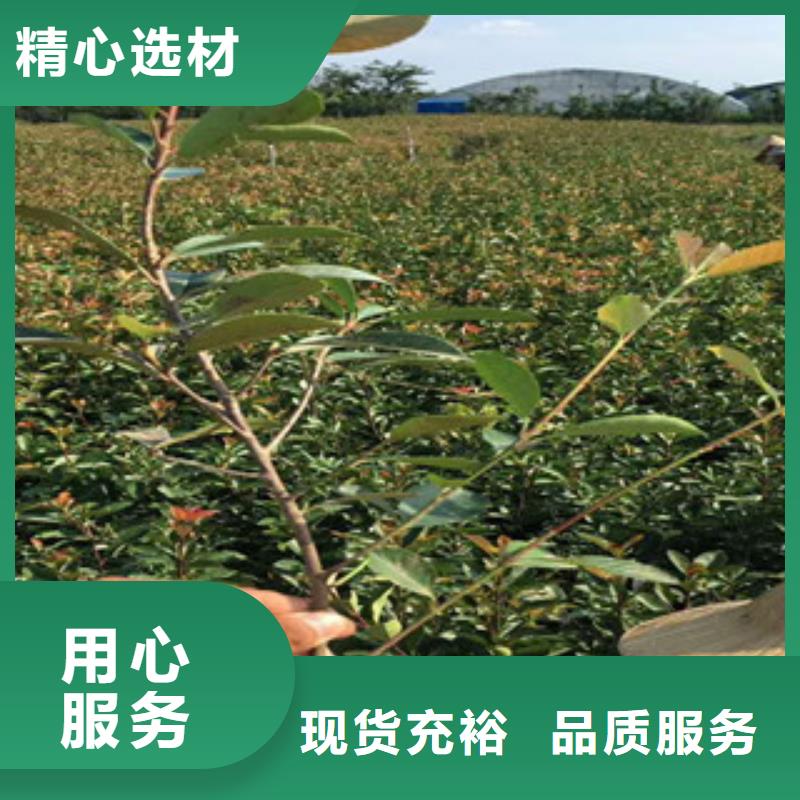 花海景观,耐寒耐旱草花基地专注细节使用放心