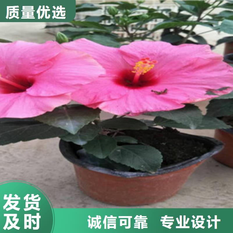 花海景观_五一国庆草花批发懂您所需