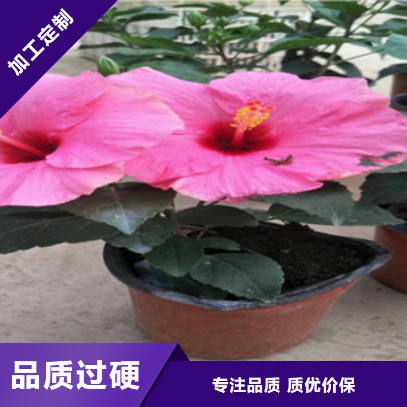 【花海景观】时令花卉/绿化草花价格常年供应