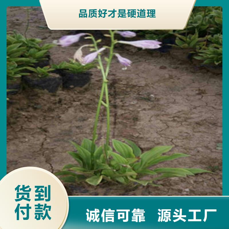 花海景观鲁冰花/粉黛乱子草现货齐全售后无忧