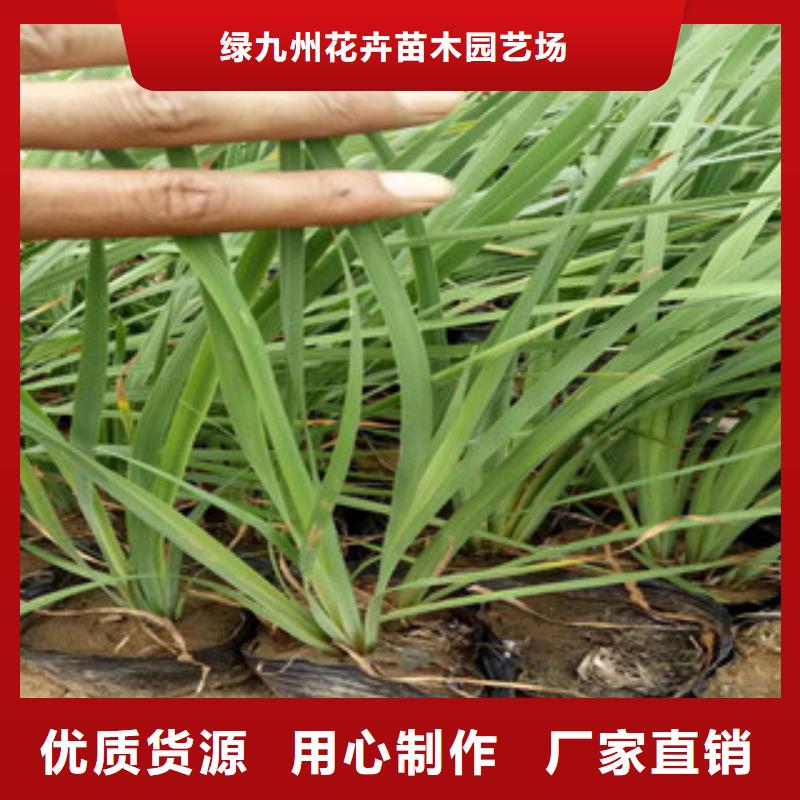 花海景观鲁冰花/粉黛乱子草现货齐全售后无忧